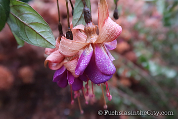 2019-11-12-after-the-frost-right-140