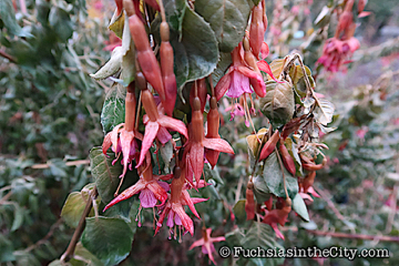 2019-11-12-after-the-frost-right-153