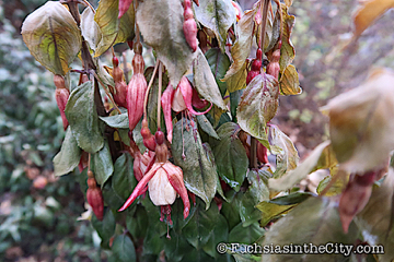 2019-11-12-after-the-frost-right-190