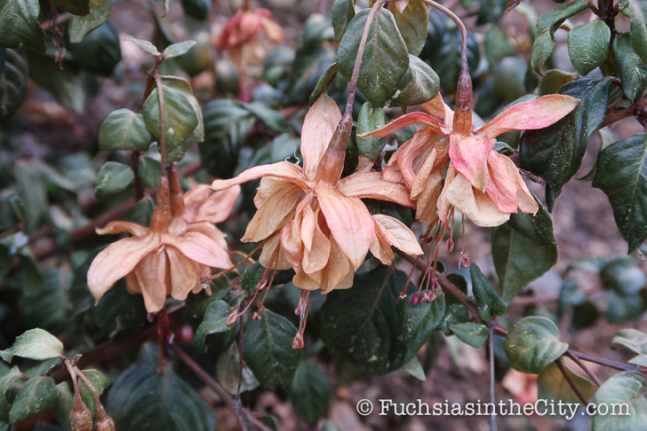 2019-11-12-after-the-frost-right-28
