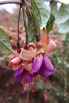 2019-11-12-after-the-frost-vertical right-55