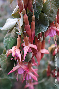 2019-11-12-after-the-frost-vertical right-57
