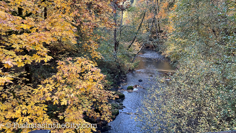 2020-11-Leach-Botanical-Garden-1