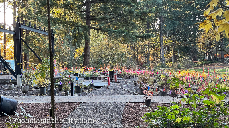 2020-11-Leach-Botanical-Garden-13