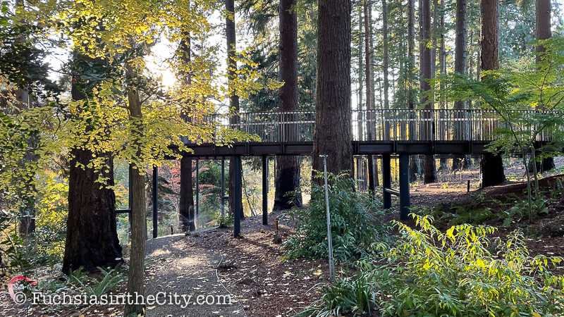 2020-11-Leach-Botanical-Garden-18