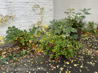 2020-11-Leach-Botanical-Garden-3