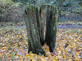 2020-11-Leach-Botanical-Garden-6