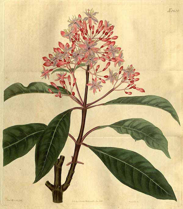 2020-fuchsia-arborescens