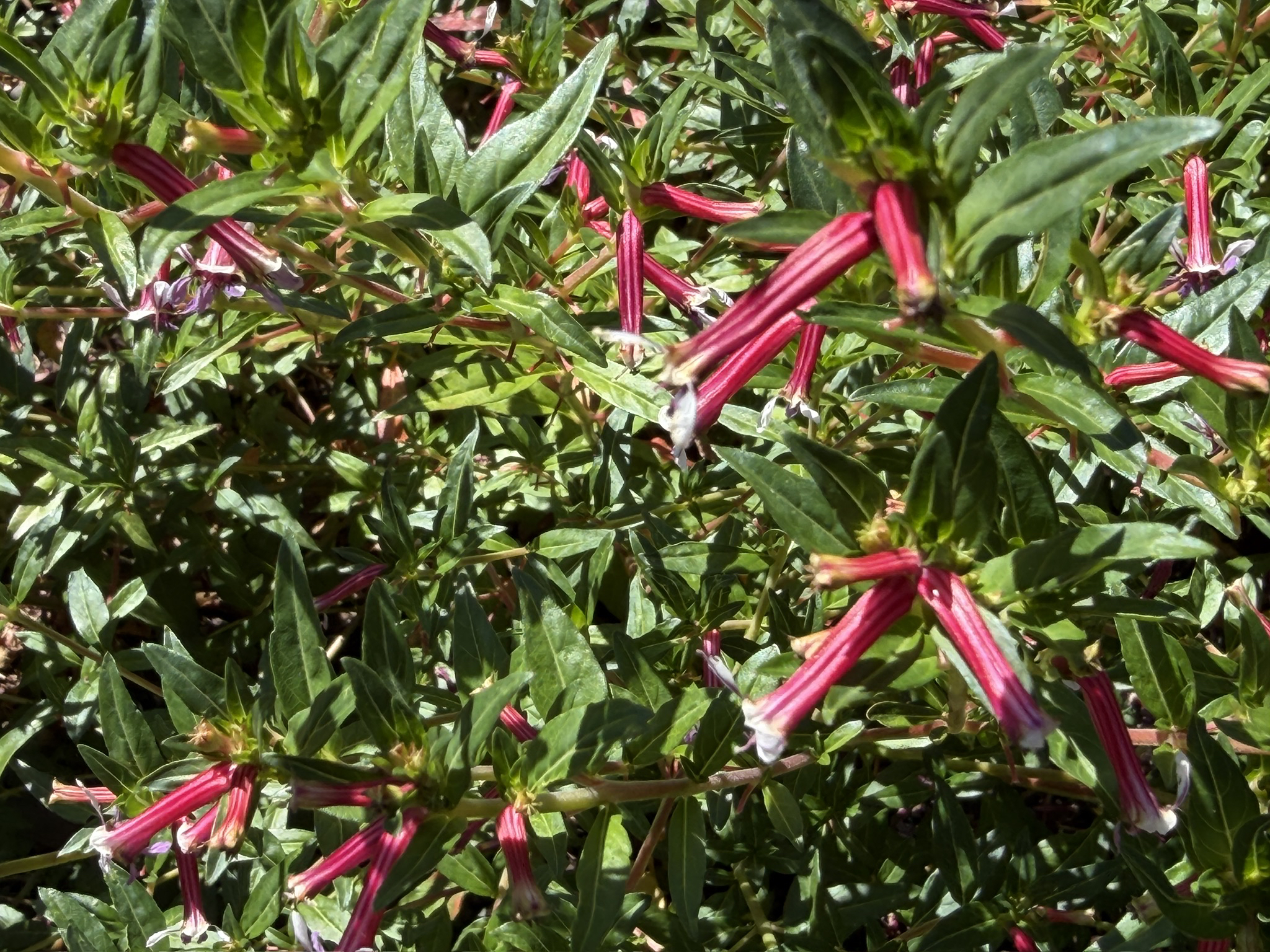 Cuphea ‘Kirstin’s Delight' 02