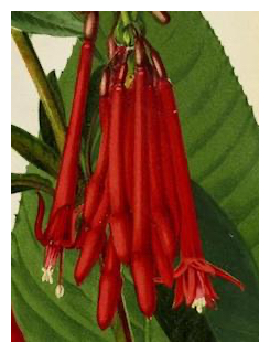 Inca-and-the-fuchsia-02