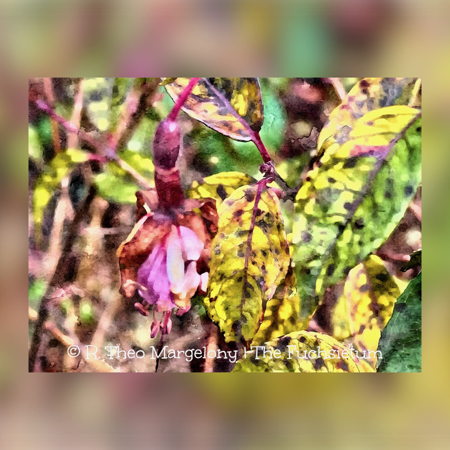 Twelve-Frosted-Fuchsias-of-Christmas-2025-01