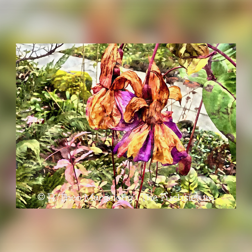 Twelve-Frosted-Fuchsias-of-Christmas-2025-02