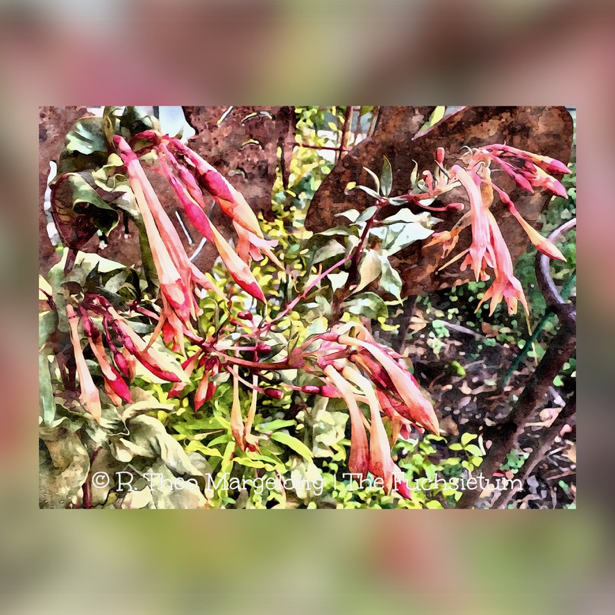 Twelve-Frosted-Fuchsias-of-Christmas-2025-03