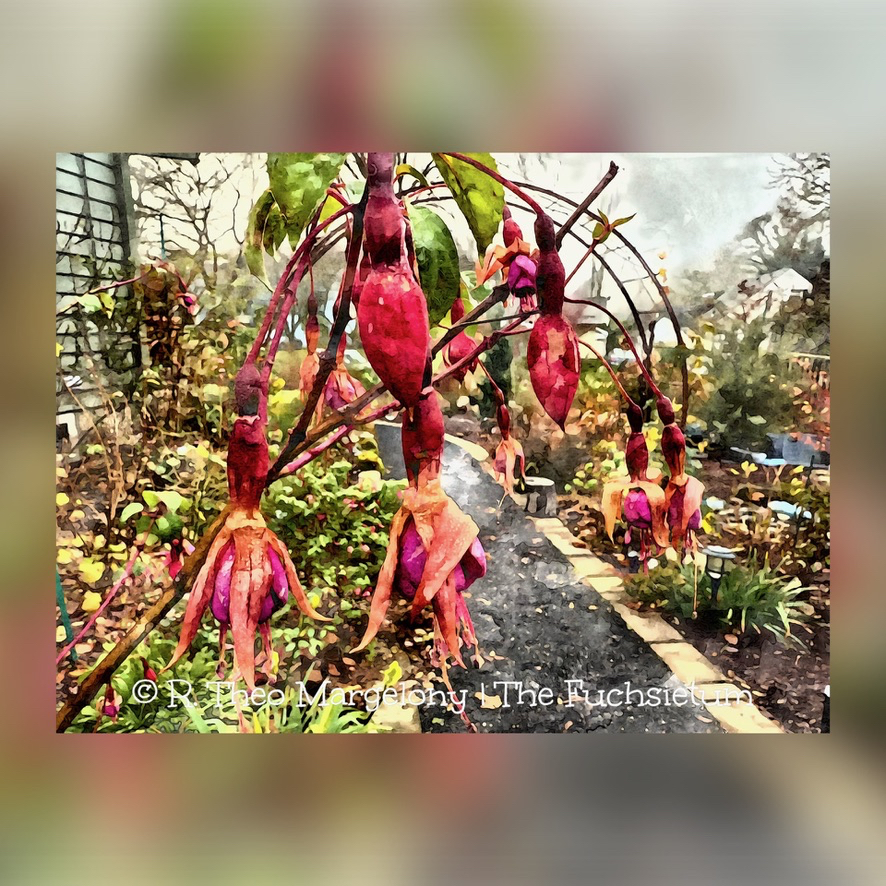 Twelve-Frosted-Fuchsias-of-Christmas-2025-04