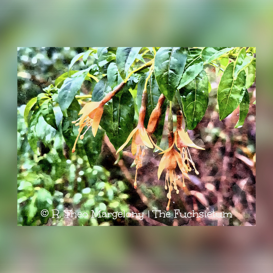 Twelve-Frosted-Fuchsias-of-Christmas-2025-05