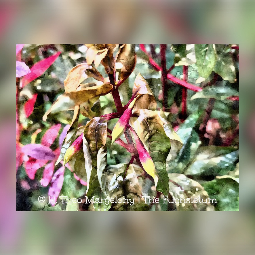 Twelve-Frosted-Fuchsias-of-Christmas-2025-06