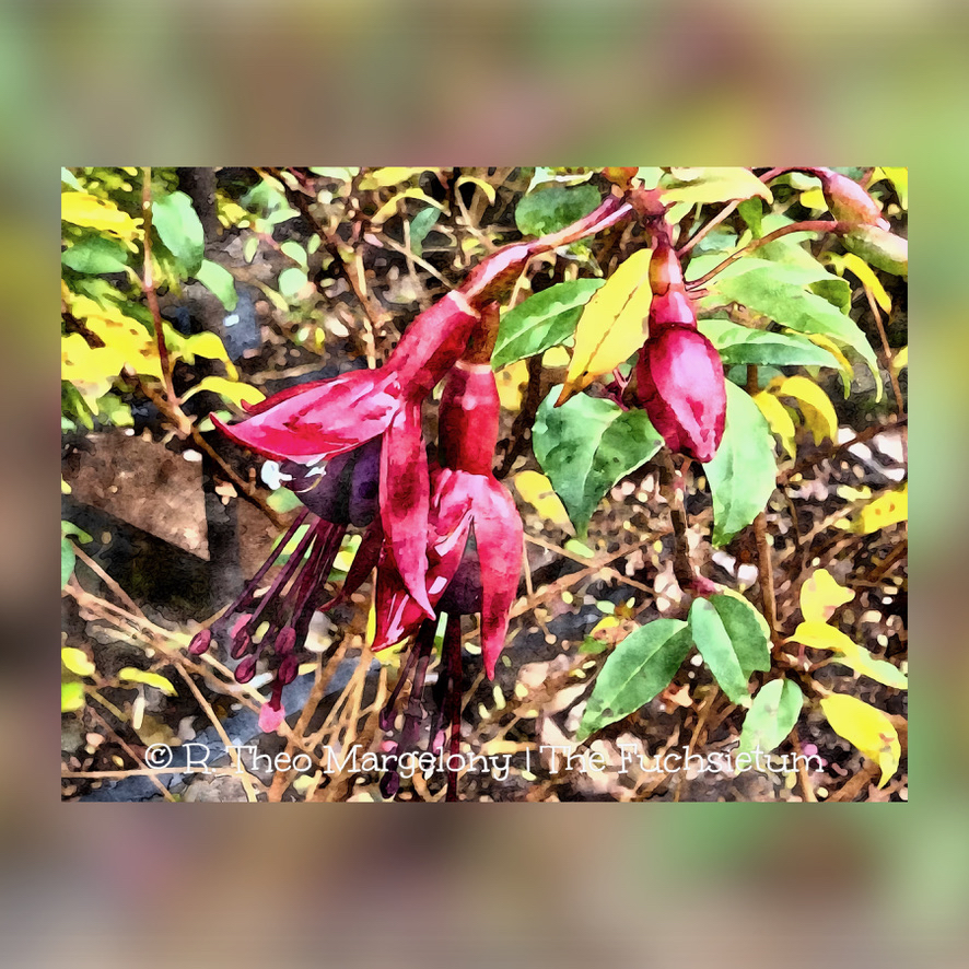 Twelve-Frosted-Fuchsias-of-Christmas-2025-07