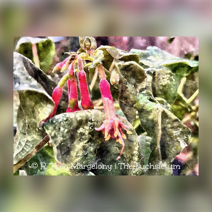 Twelve-Frosted-Fuchsias-of-Christmas-2025-08