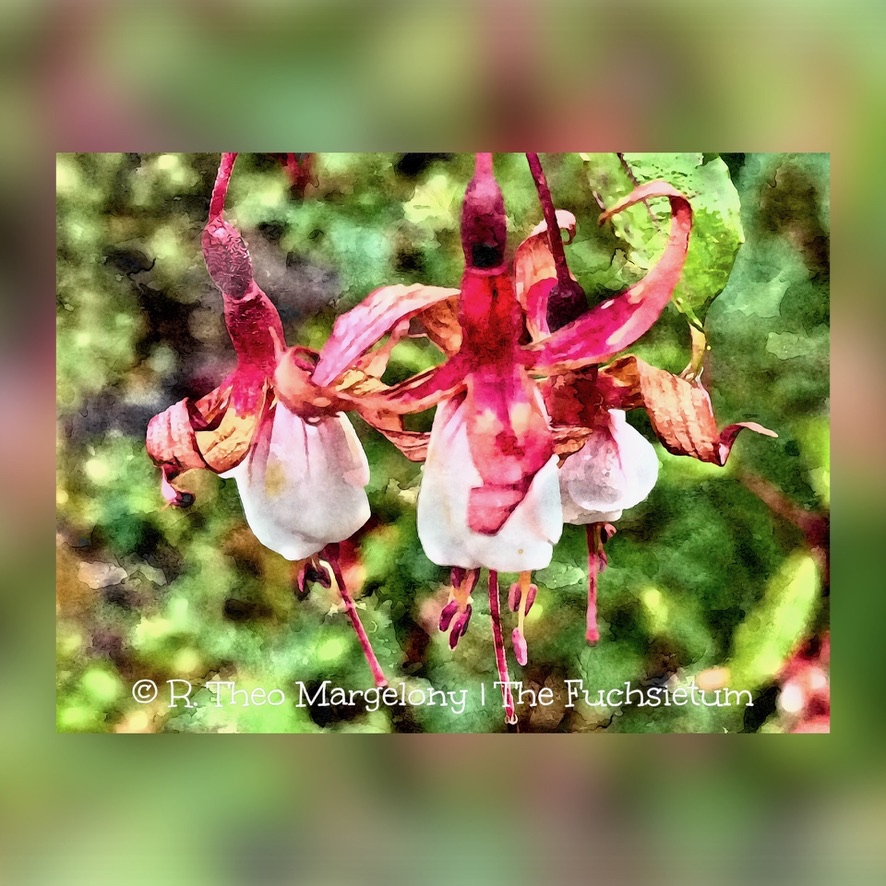 Twelve-Frosted-Fuchsias-of-Christmas-2025-09