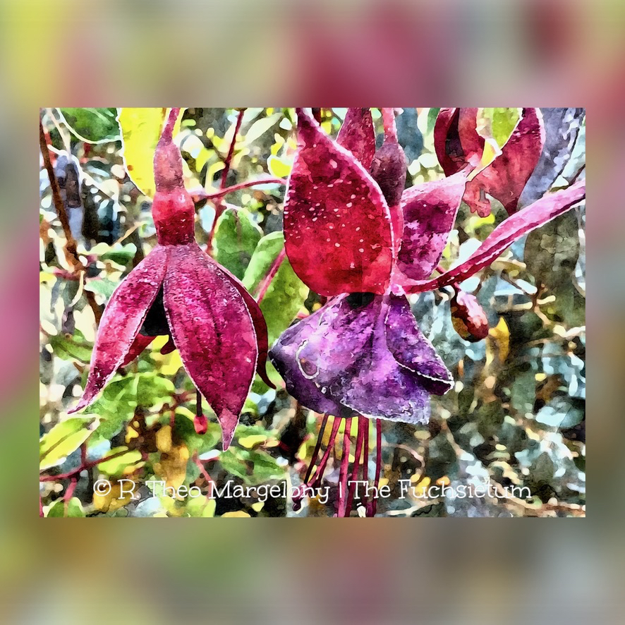 Twelve-Frosted-Fuchsias-of-Christmas-2025-10