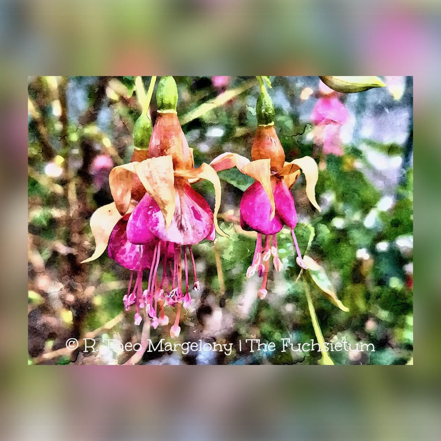 C4E11F35-FC34-4EA7-844D-751B6CFF716B_1_105_c