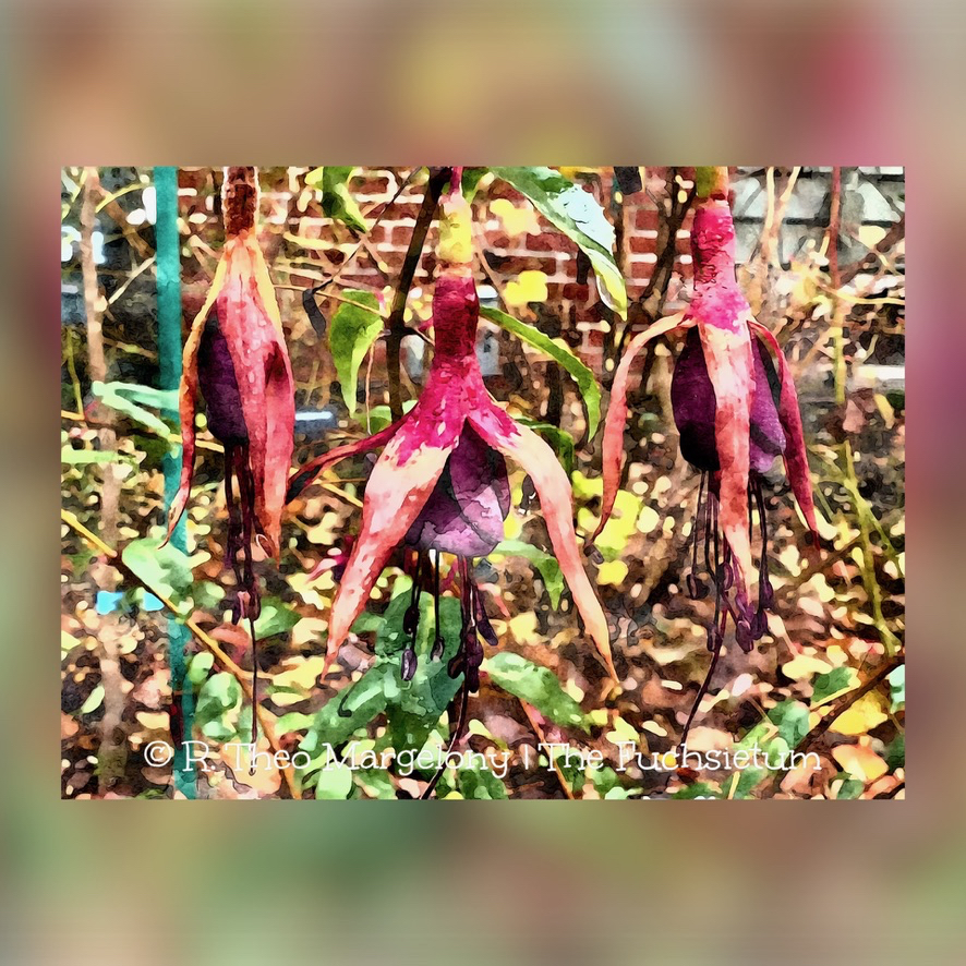 Twelve-Frosted-Fuchsias-of-Christmas-2025-12