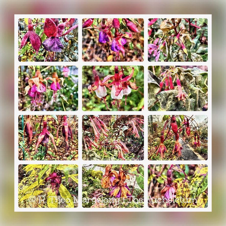 Twelve-Frosted-Fuchsias-of-Christmas-2025-13