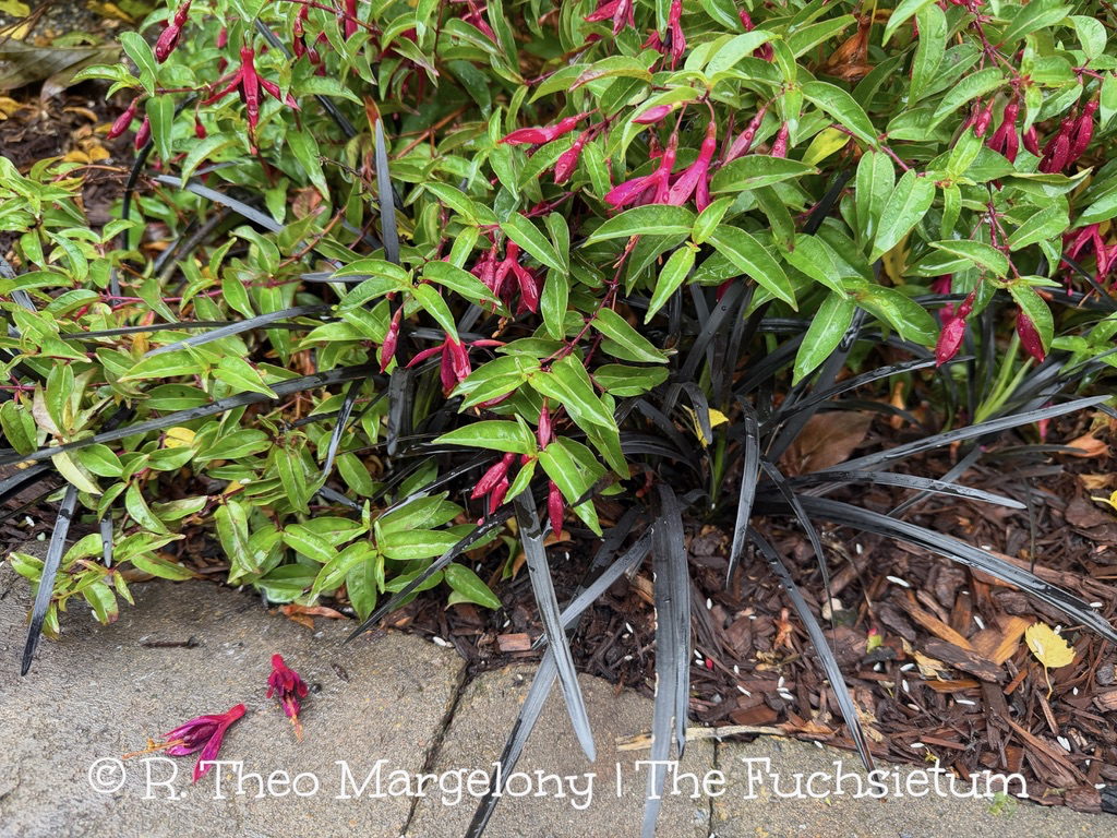 A2EE92D4-5323-4A2B-9B37-2ADE9EE98F65_1_105_c