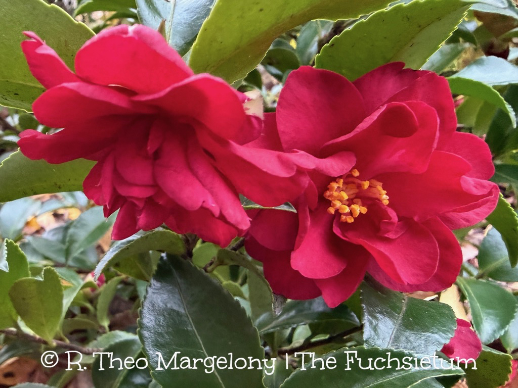 A7E67BAC-7447-478F-AA58-A14B969BE7FC_1_105_c