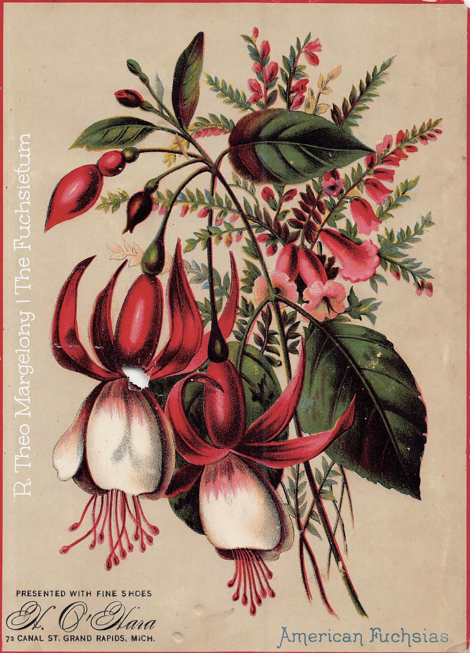 AMERICAN FUCHSIAS-(W)