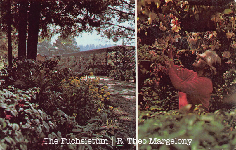 Annabelle's Fuchsia Garden