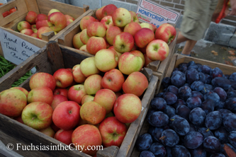 apples-14