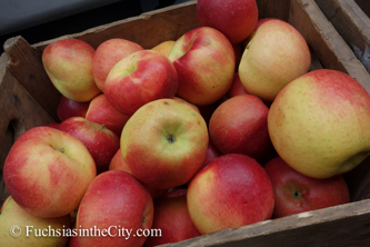 apples-20