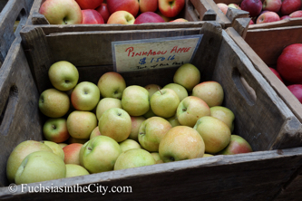 apples-9