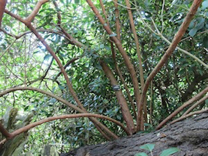 arborescens02