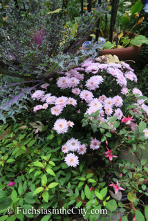 autumn-fuchsias-01