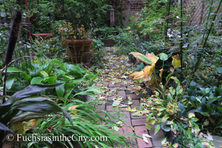 autumn-fuchsias-02