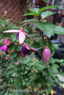 autumn-fuchsias-03