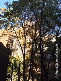 autumn-fuchsias-04