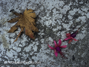 autumn-fuchsias-05