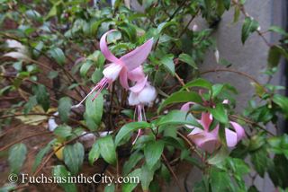 autumn-fuchsias-06