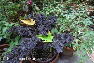autumn-fuchsias-08