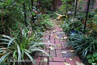 autumn-fuchsias-13