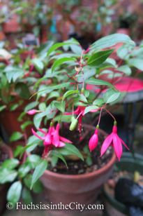 autumn-fuchsias-15