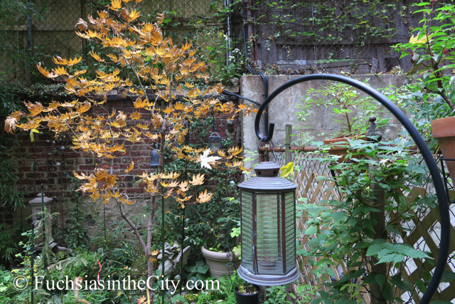 autumn-fuchsias-18