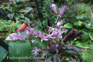 autumn-fuchsias-19