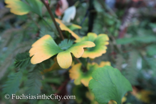 autumn-fuchsias-21