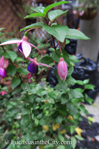 autumn-fuchsias-26