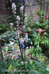 autumn-fuchsias-29
