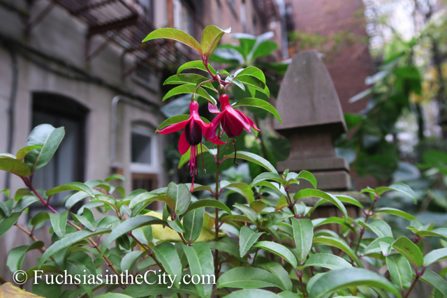 autumn-fuchsias-31
